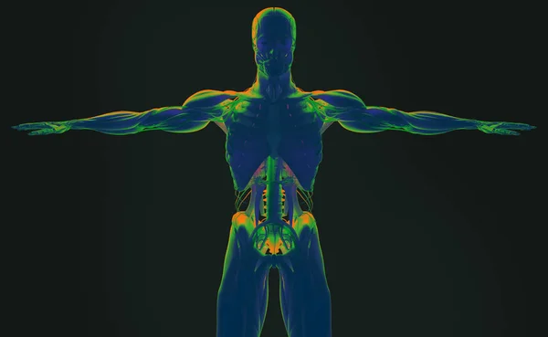 Modelo de anatomía humana — Foto de Stock