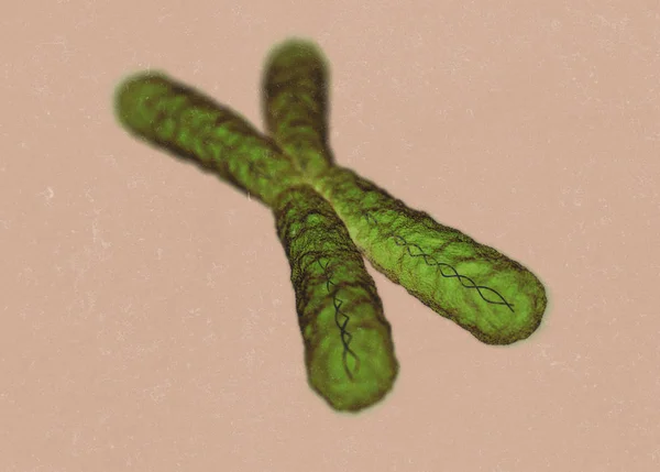 Chromosom x mikroskopisches Modell — Stockfoto