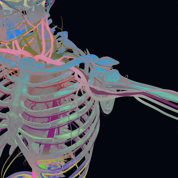 Människans skelett med kärlsystemet — Stockfoto