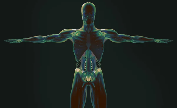 Anatomia człowieka modelu — Zdjęcie stockowe
