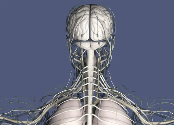 Anatomie člověka hlavou zpět zobrazit — Stock fotografie