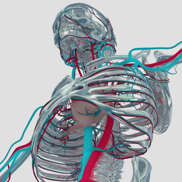 Modelo de anatomia do esqueleto humano — Fotografia de Stock