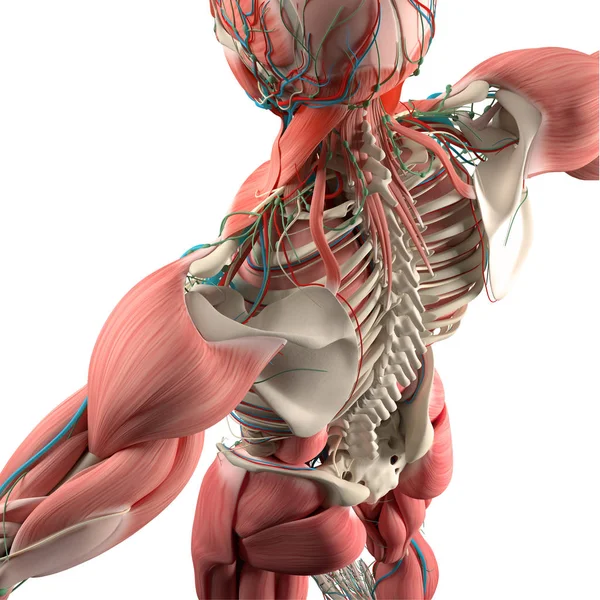 Modelo de anatomia das costas humanas — Fotografia de Stock