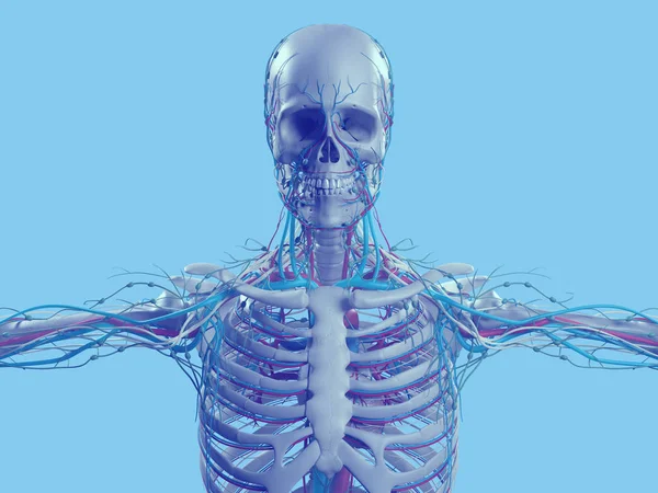 Modelo de anatomía del cráneo humano — Foto de Stock