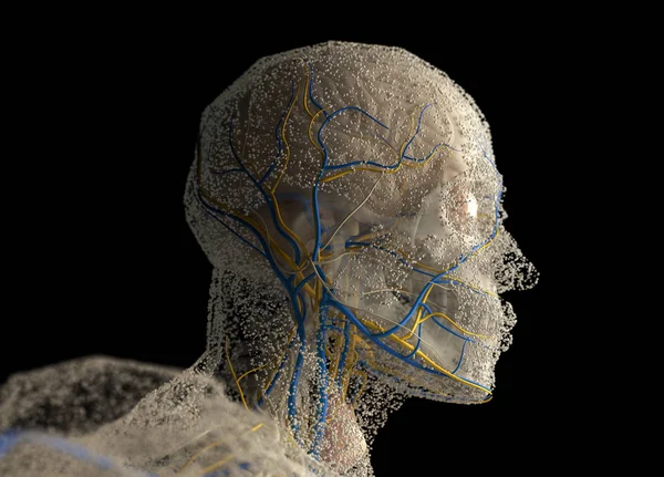 人体解剖学头 — 图库照片