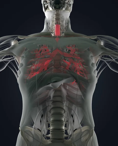 人体支气管解剖模型 — 图库照片