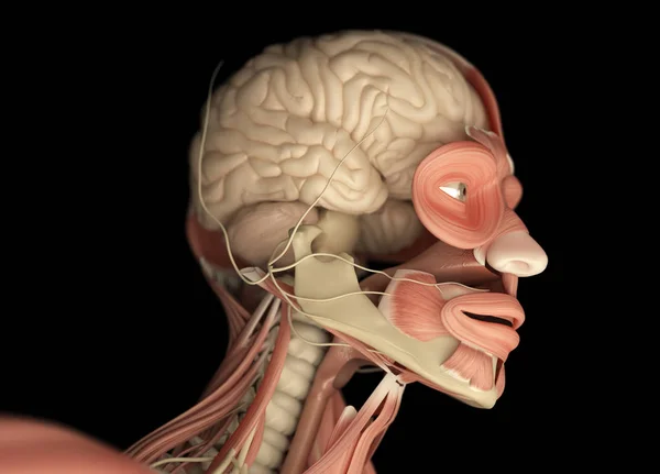 Modello anatomico testa maschile — Foto Stock