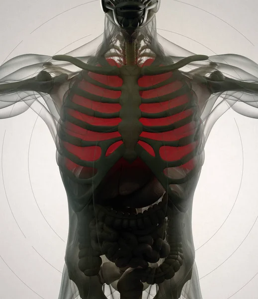 Модель анатомии легких человека — стоковое фото