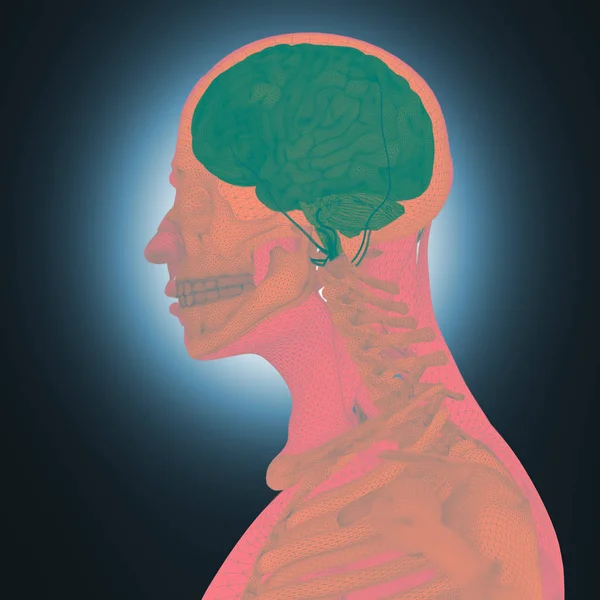 인간 해부학, 뇌 — 스톡 사진