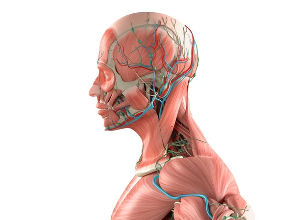 Model anatomi pria — Stok Foto