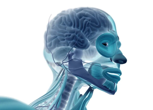 Mannelijke hoofd anatomie model — Stockfoto