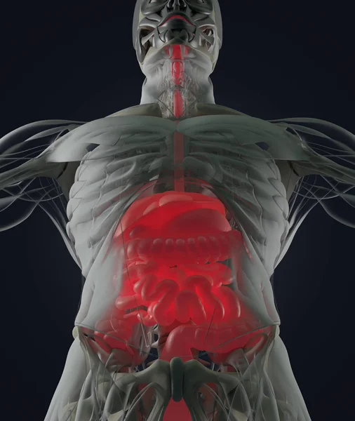 Digestive system anatomie model — Stockfoto