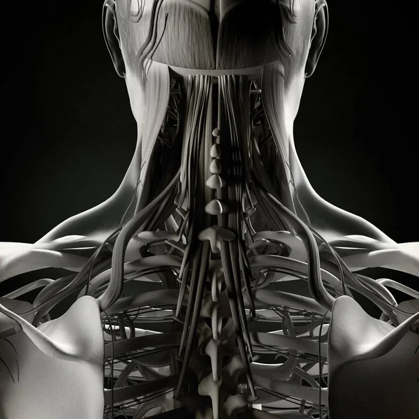 Modelo de anatomía del cuello y la columna vertebral humanos — Foto de Stock