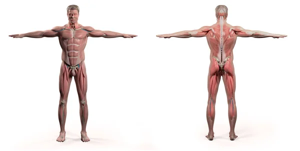 Back and front Human anatomy model — Stock Photo, Image