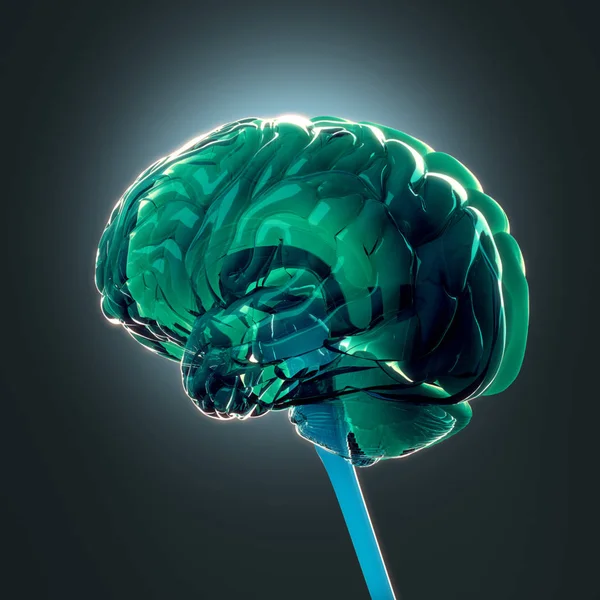 Modello di cervello umano — Foto Stock