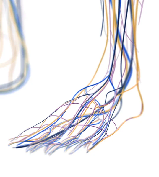 Arterias del pie y sistema linfático — Foto de Stock