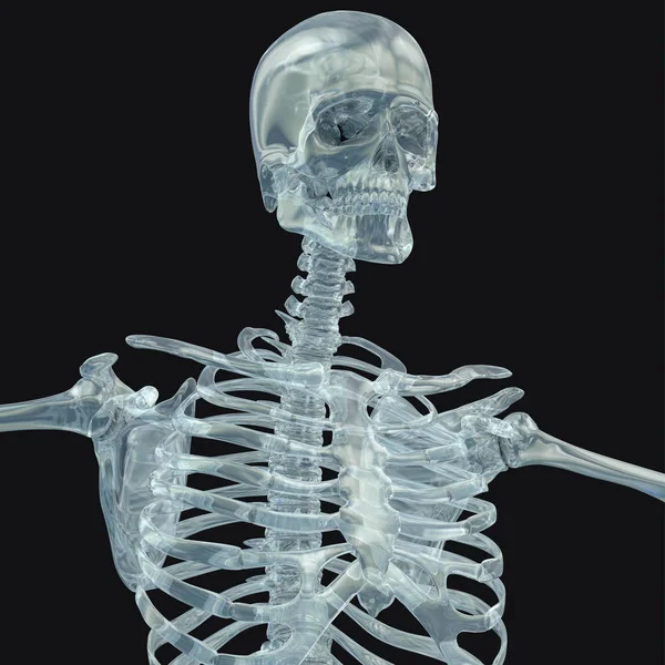 Human skeleton anatomy model — Stock Photo, Image