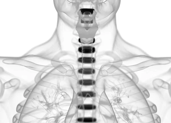 Kręgosłup człowieka tarcze Anatomia modelu — Zdjęcie stockowe