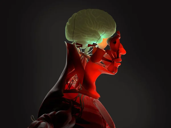 Model anatomi kepala manusia — Stok Foto