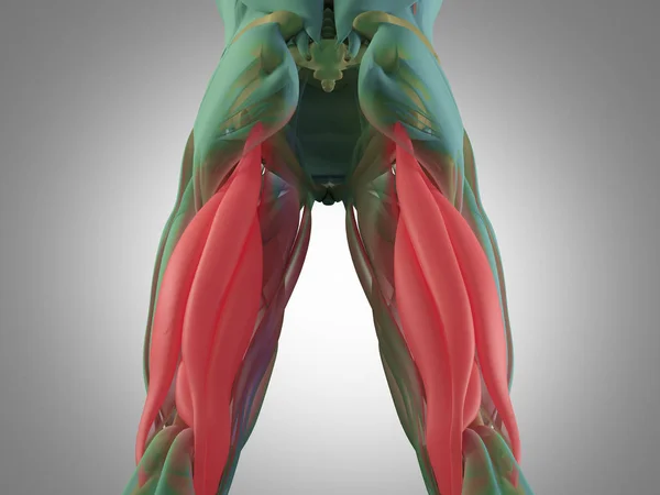 腘绳肌组解剖模型 — 图库照片