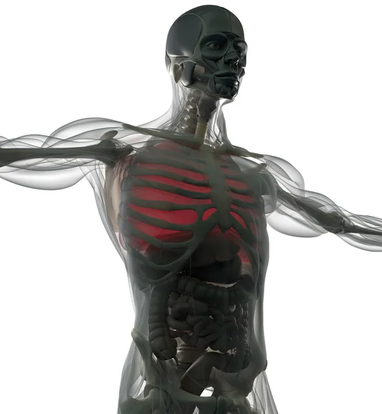 Modèle d'anatomie des poumons humains — Photo