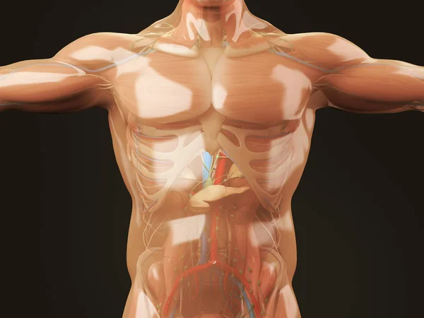 Human anatomy model with glass skin — Stock Photo, Image