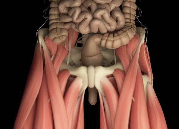 Modello anatomico del sistema digestivo umano — Foto Stock