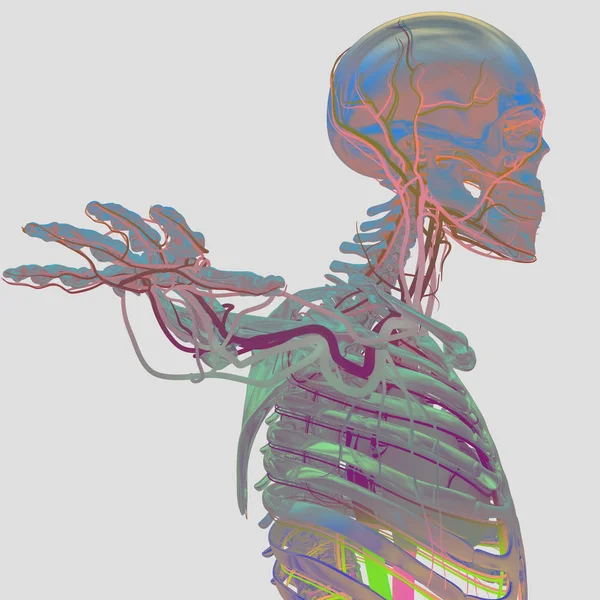 Scheletro umano con sistema vascolare — Foto Stock
