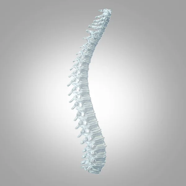 Human spine model — Stock Image Human spine model Stock Image