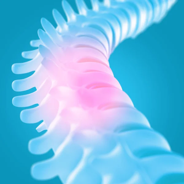 Human spine model — Stock Image Human spine model Royalty Free Stock Photos