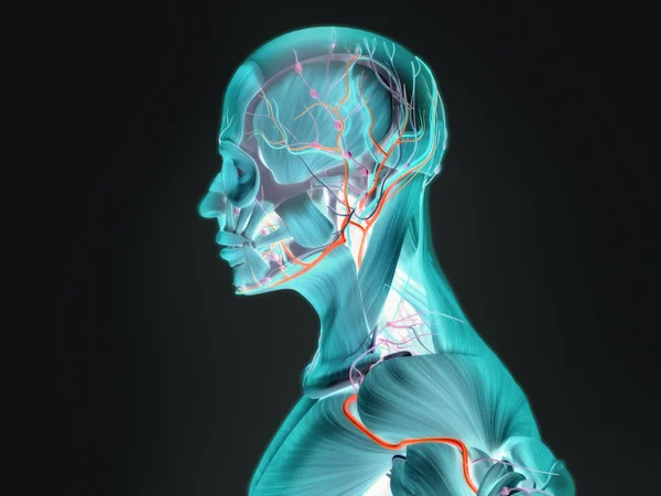Male anatomy model — Stock Image Male anatomy model Stock Image