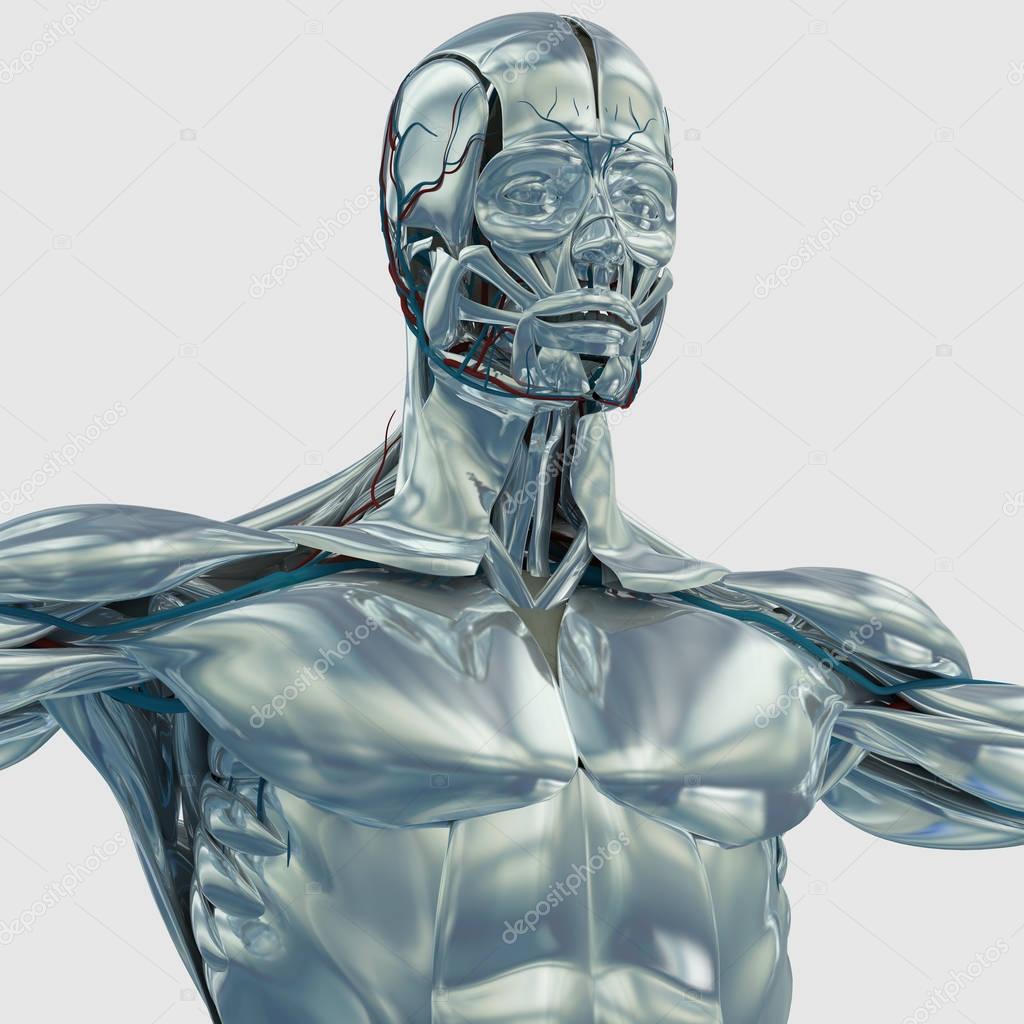 Chrome human anatomy model Stock Photo by ©AnatomyInsider 129010262