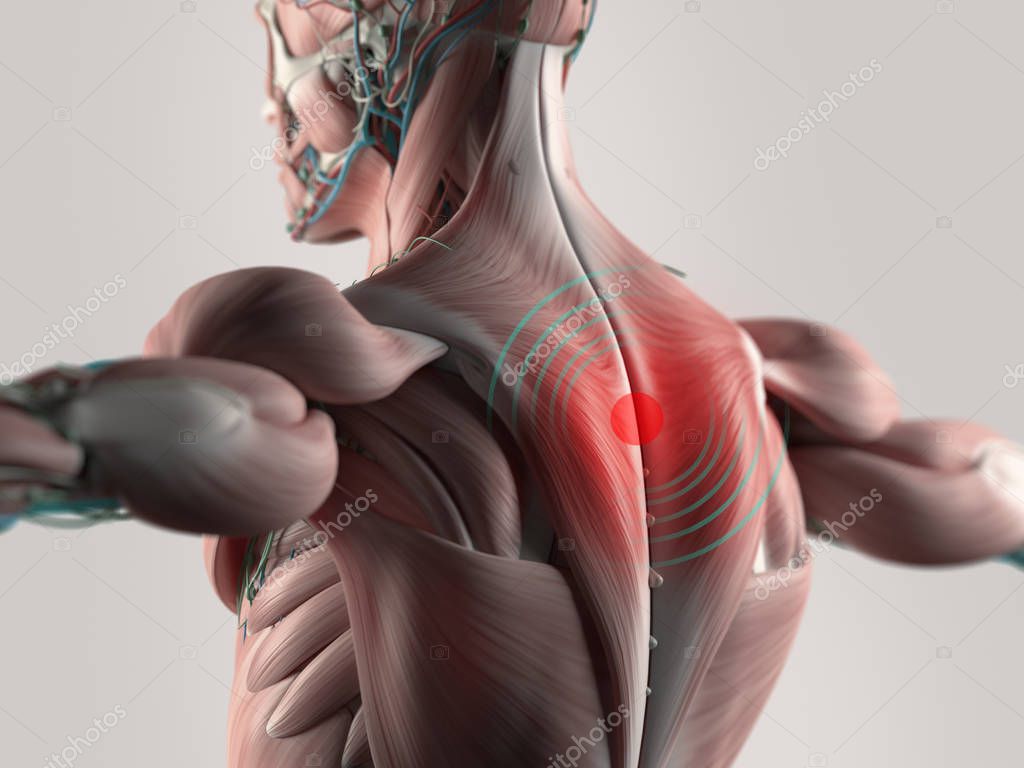Human back anatomy model Stock Photo by ©AnatomyInsider 129011280