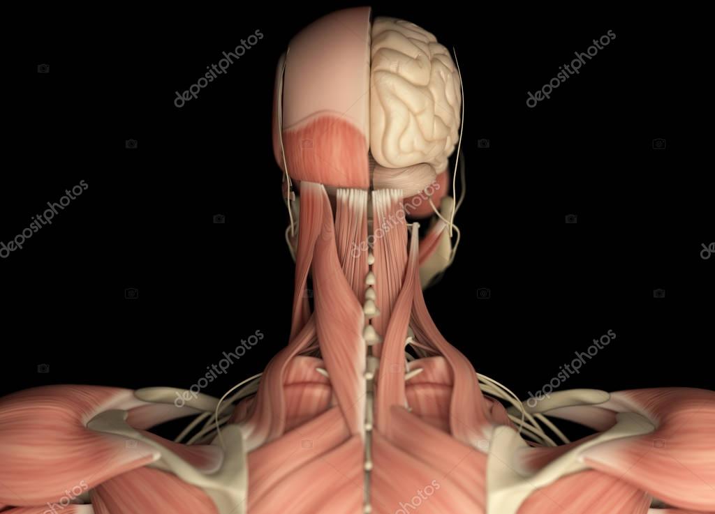 Human Head Anatomy Back View Stock Photo By C Anatomyinsider Human Head Anatomy Back View Stock Photo By C Anatomyinsider