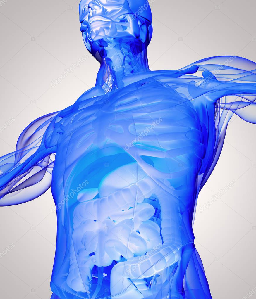 Modelo de anatomía humana: fotografía de stock © AnatomyInsider #129013716  | Depositphotos
