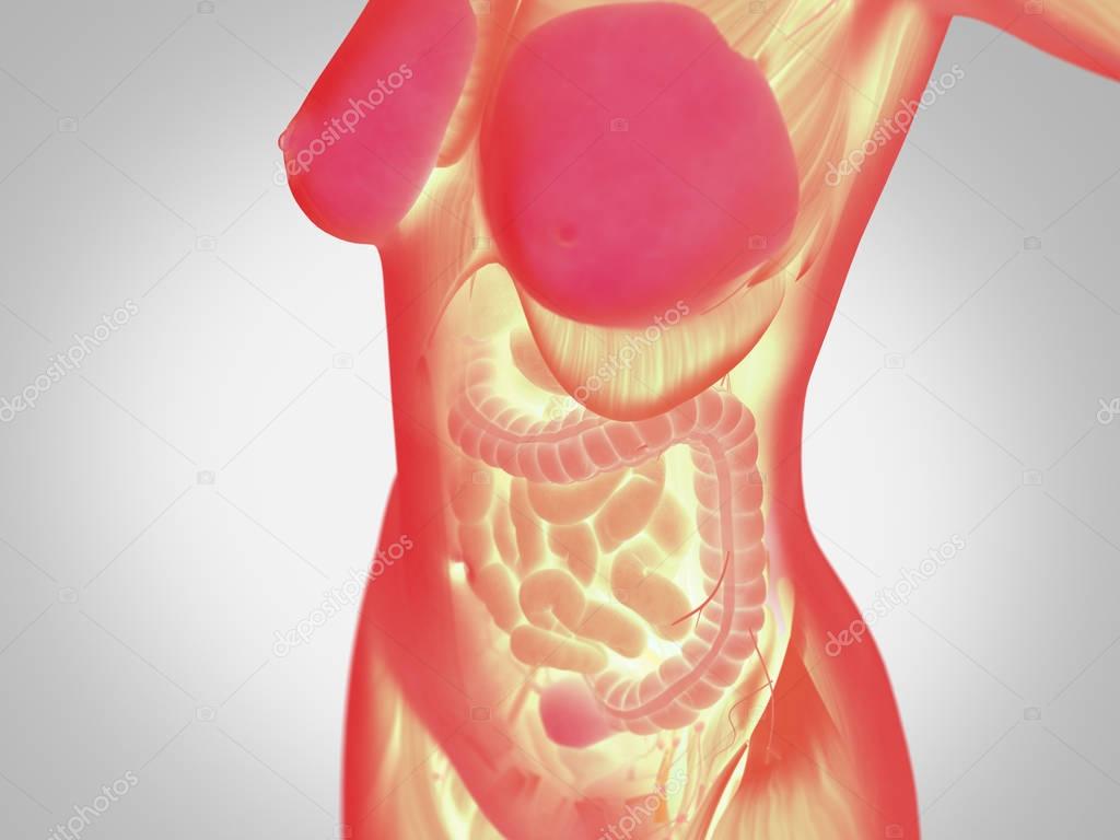 Female Torso Anatomy Stock Photo Image By C Anatomyinsider 129015158