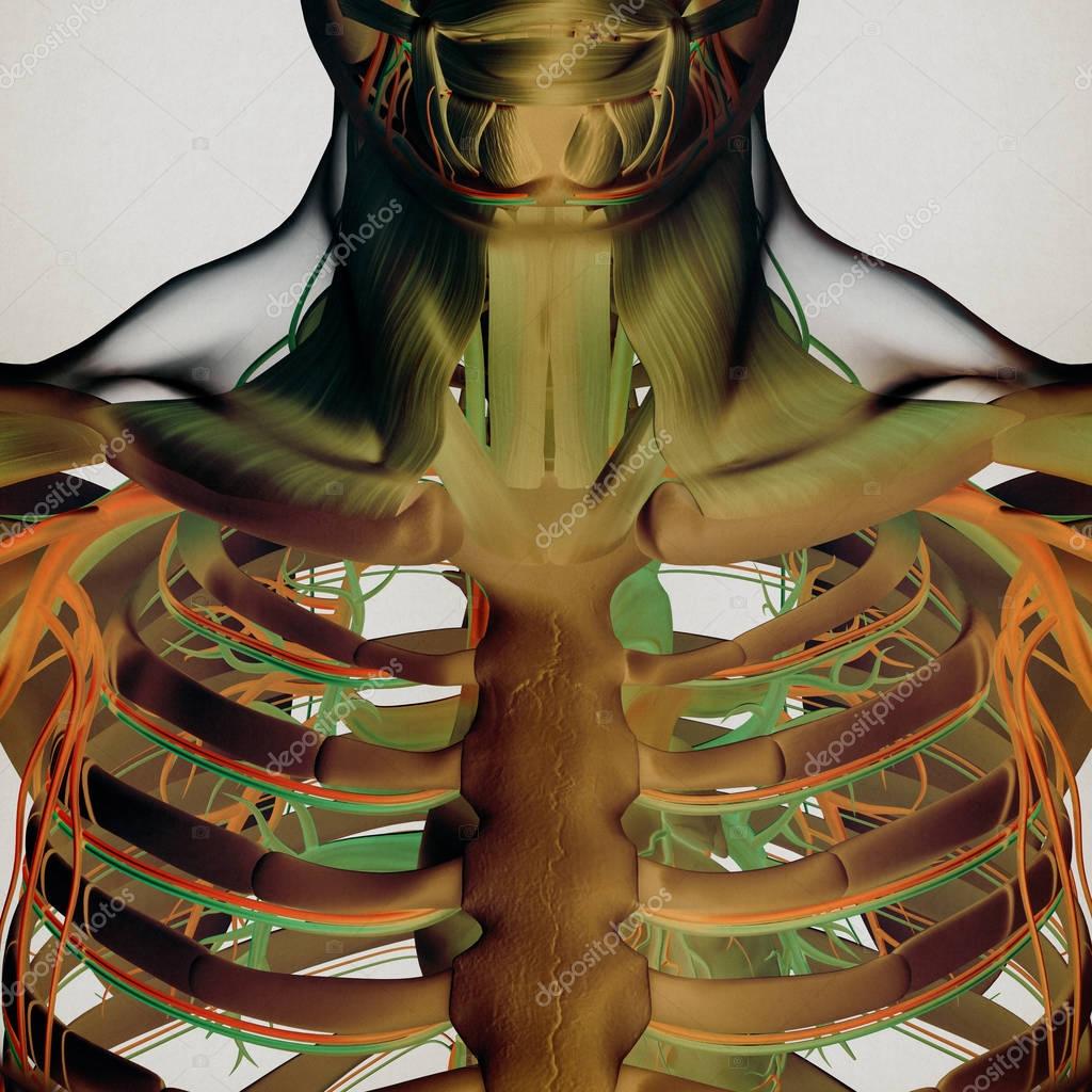 Human rib cage anatomy model — Stock Photo ...