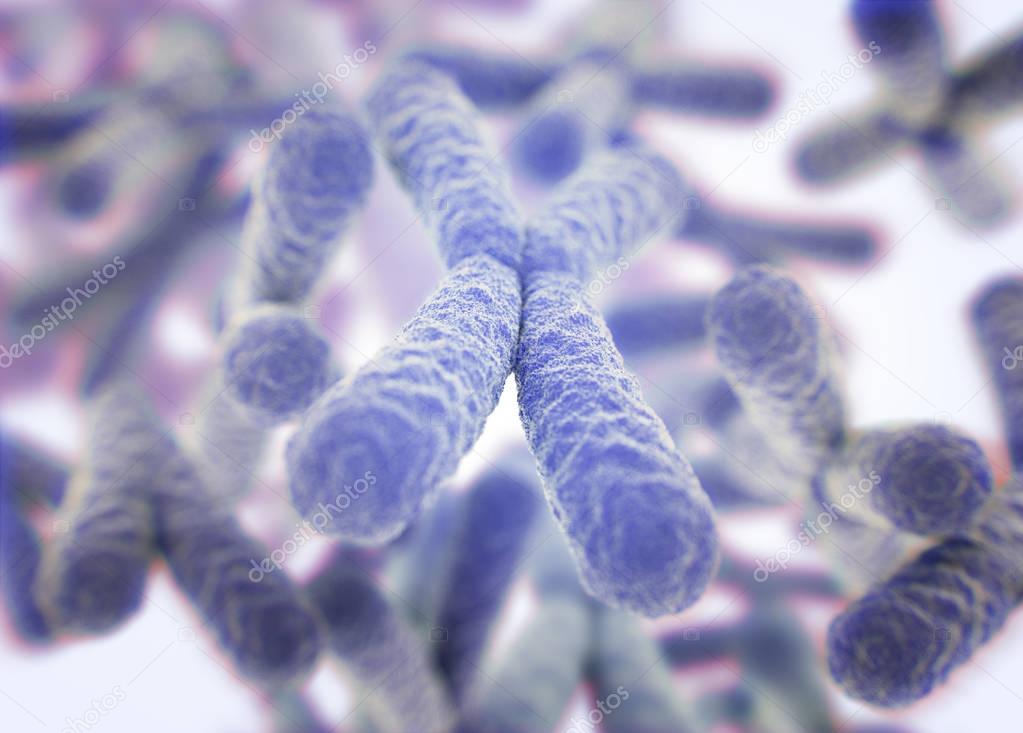 Chromosomes X microscopic models