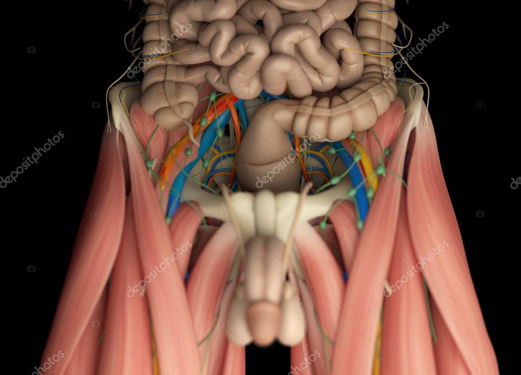 AnatomyInsider