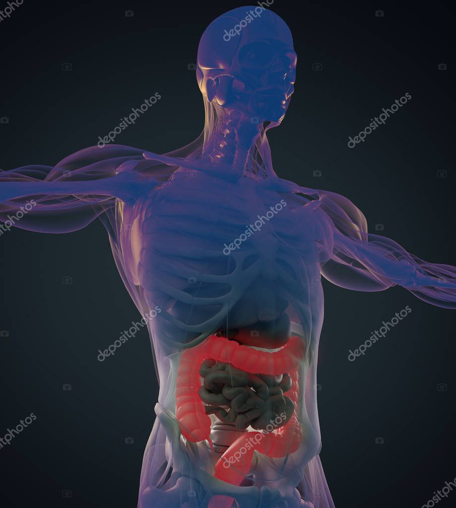 AnatomyInsider