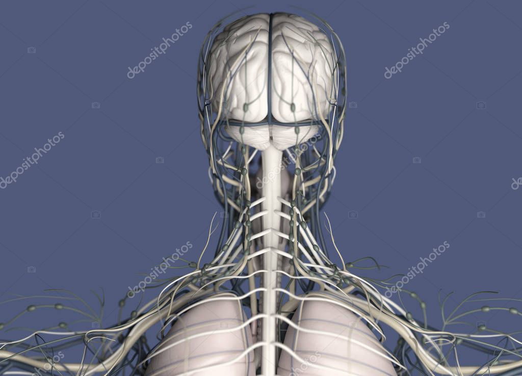Human Head Anatomy Back View Stock Photo Image By C Anatomyinsider