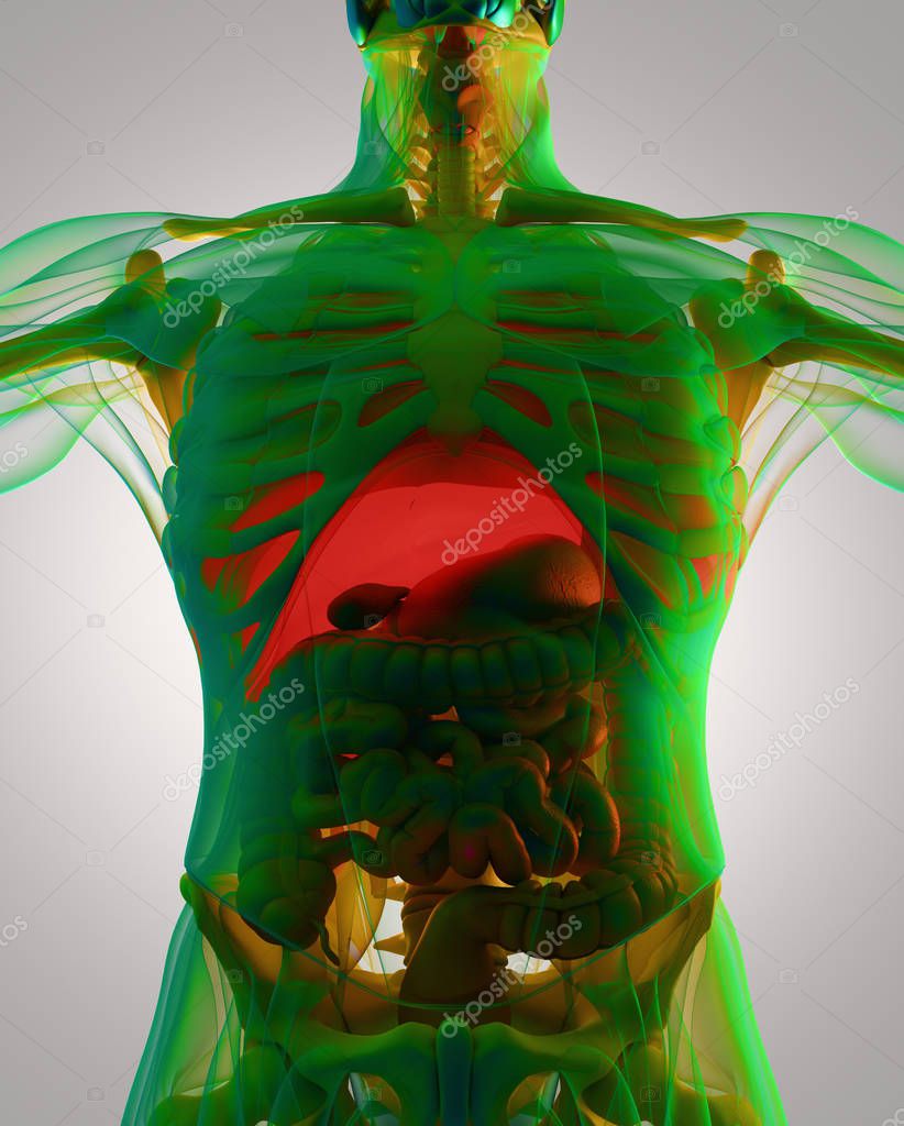Human anatomy model Stock Photo by ©AnatomyInsider 129019934