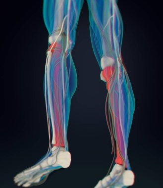 shinbones anatomi modeli