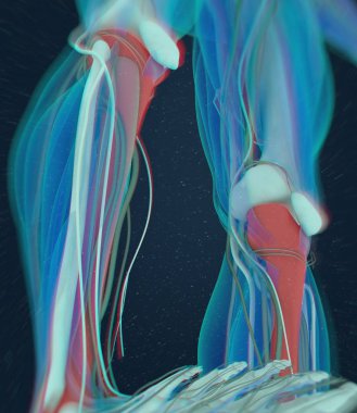 shinbones anatomi modeli