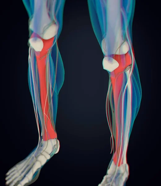 Modelo de anatomia de shinbones — Fotografia de Stock