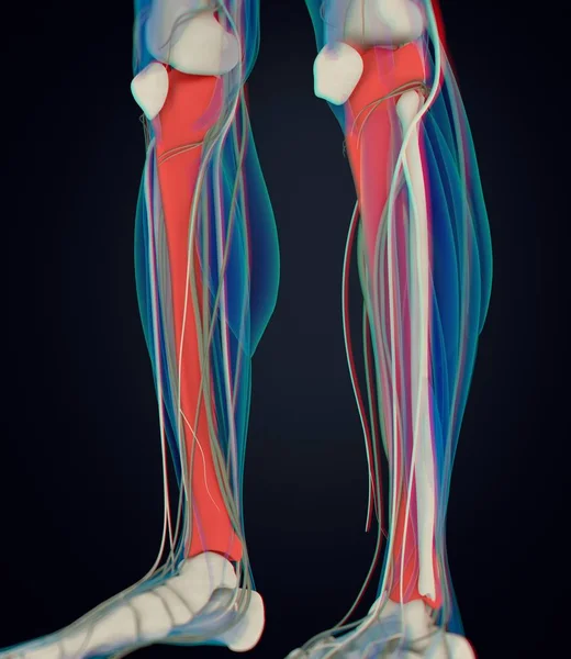 Shinbones 해부학 모델 — 스톡 사진