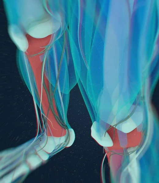 shinbones anatomy model — Stock Photo © AnatomyInsider #141841606