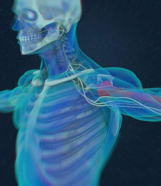 insan pazı kemiği anatomisi modeli