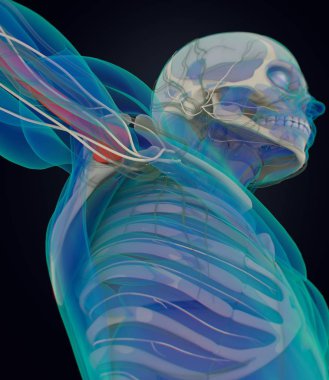 insan pazı kemiği anatomisi modeli