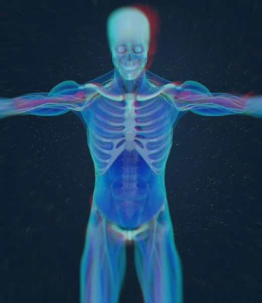 Modelo de anatomia do úmero humano — Fotografia de Stock